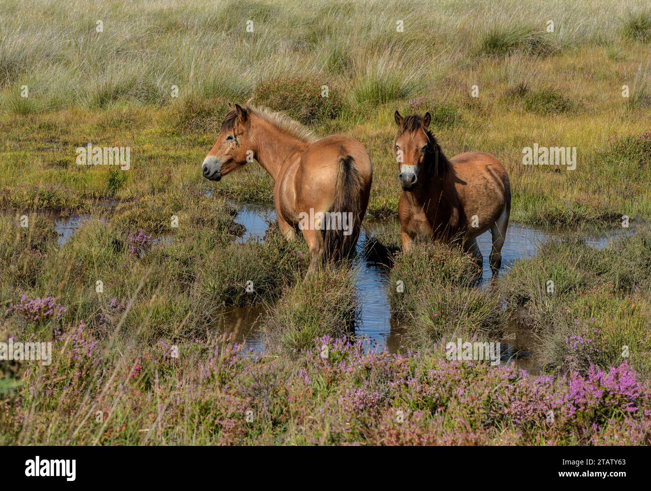 Ponies on Hartland Moor NNR, Purbeck, grazing bog vegetation. Dorset. Stock Photo