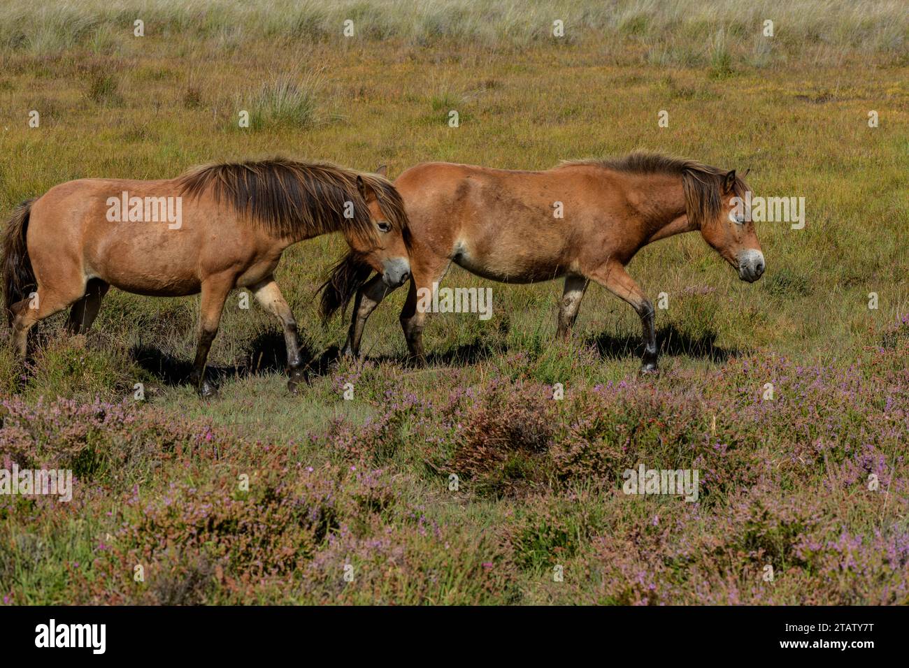 Ponies on Hartland Moor NNR, Purbeck, grazing bog vegetation. Dorset. Stock Photo