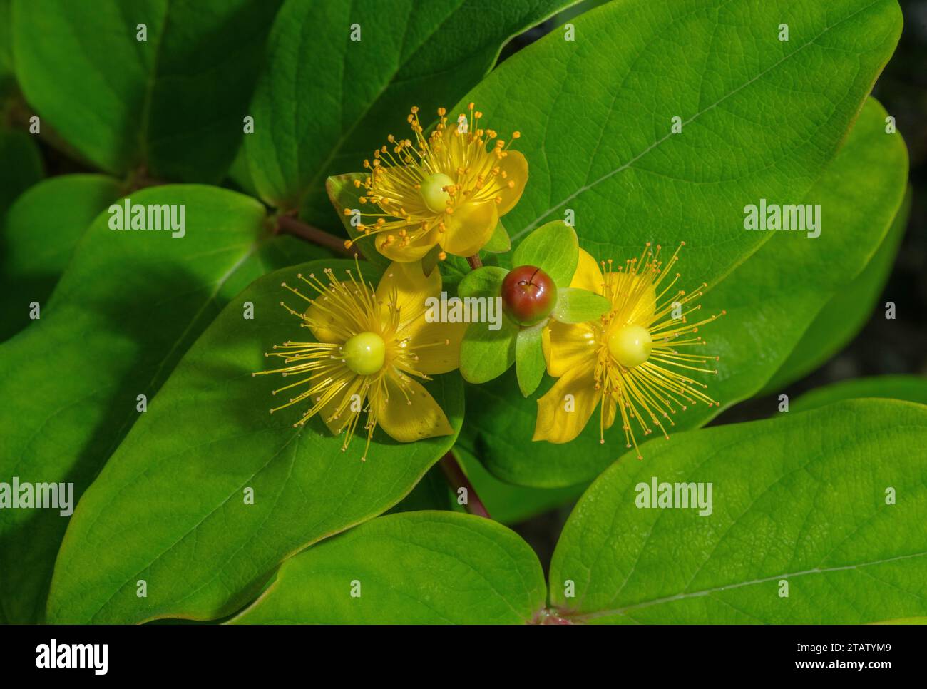 Tutsan hypericum androsaemum hi-res stock photography and images - Alamy