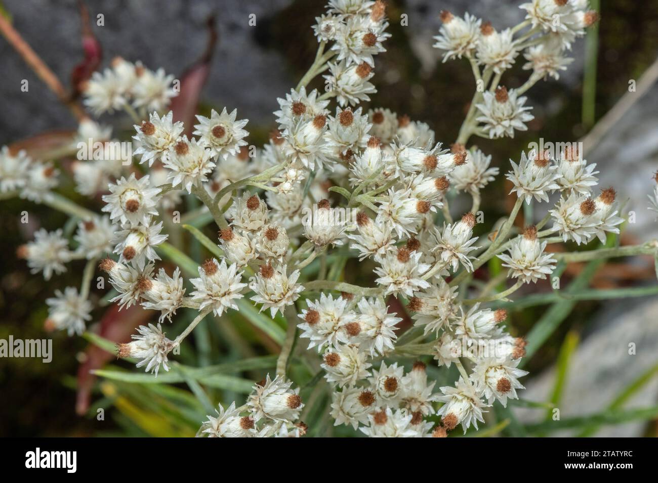 Pearly everlasting, Anaphalis margaritacea, in flower, from the USA. Stock Photo