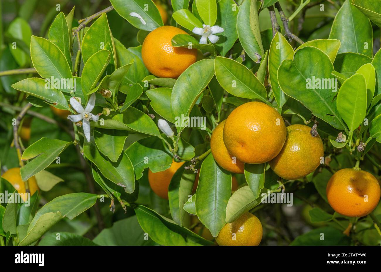 Mandarin orange, Citrus reticulata, in flower and fruit. Widely cultivated throughout. Stock Photo