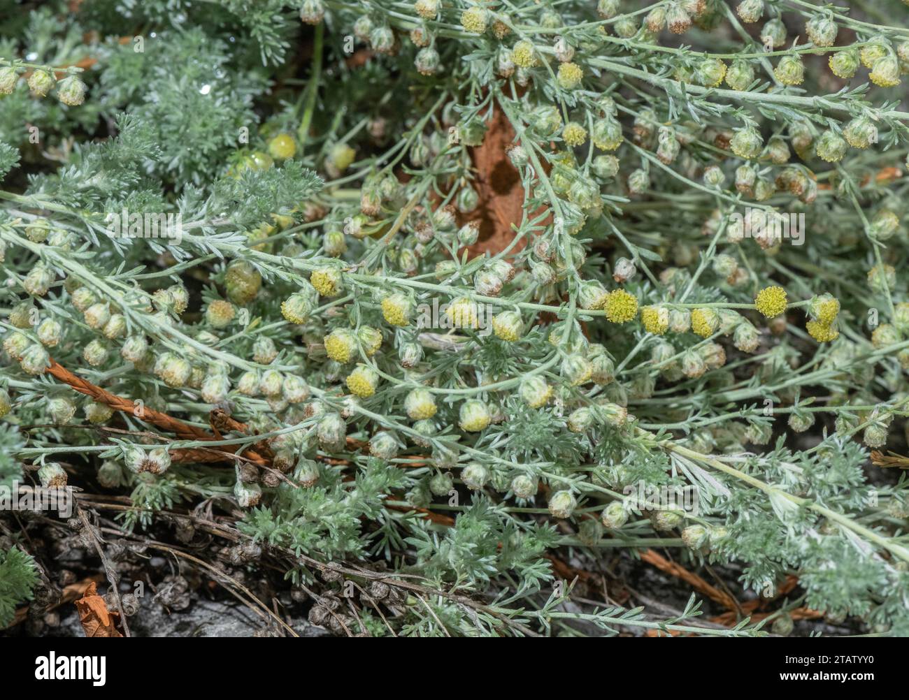 Artemisia frigida hi-res stock photography and images - Alamy