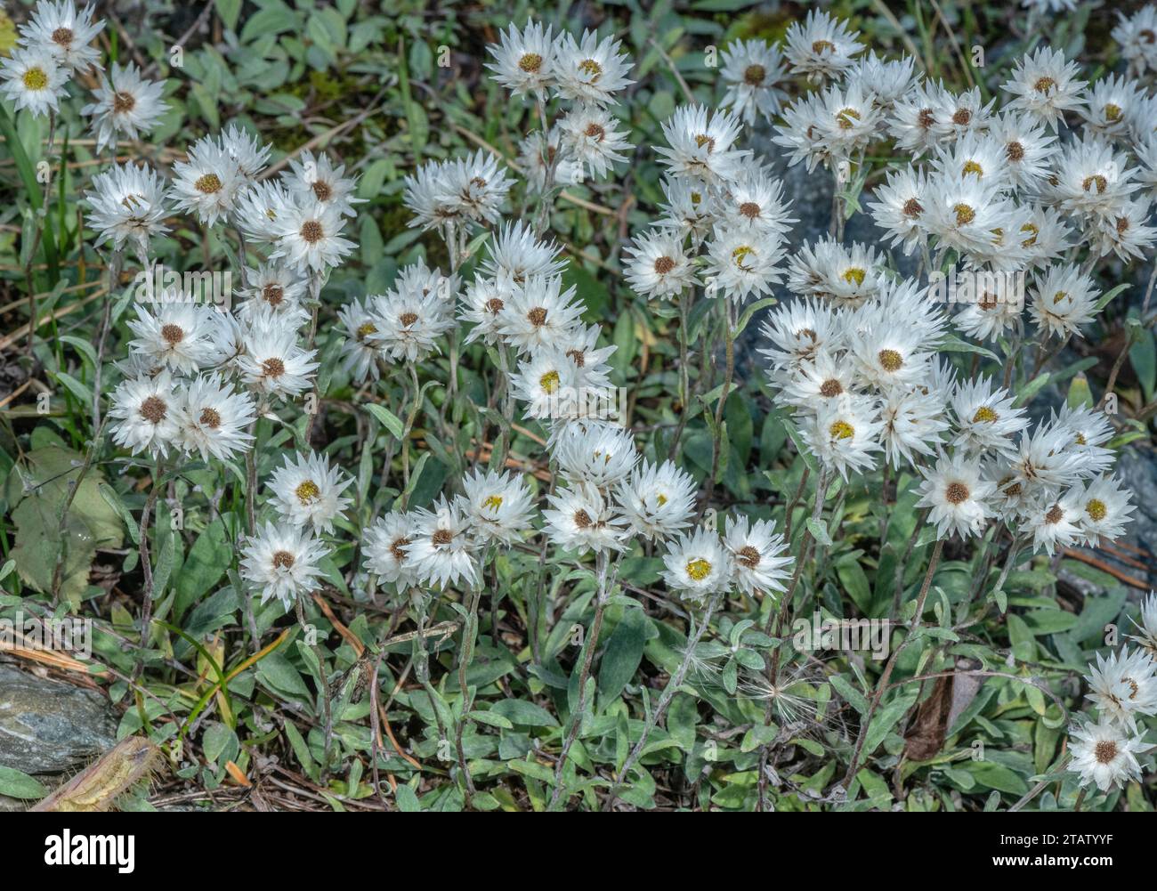 Nepal pearly everlasting, Anaphalis nepalensis, in flower, in the Nepalese Himalayas. Stock Photo