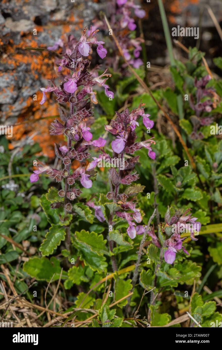 Wall germander, Teucrium chamaedrys, in flower on limestone bank. Stock Photo