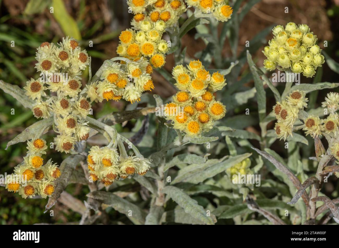 An Everlasting, Helichrysum bellum, in the Drakensberg Mountains, South Africa. Stock Photo