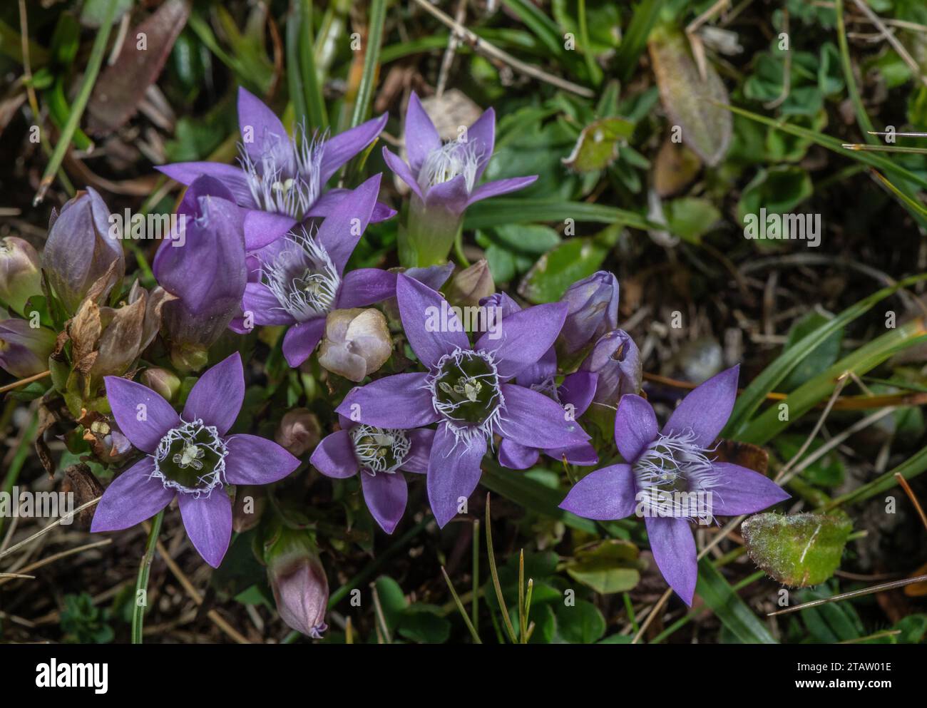 Austrian Felwort, Gentianella austriaca in flower in the Austrian Alps. On limestone. Stock Photo