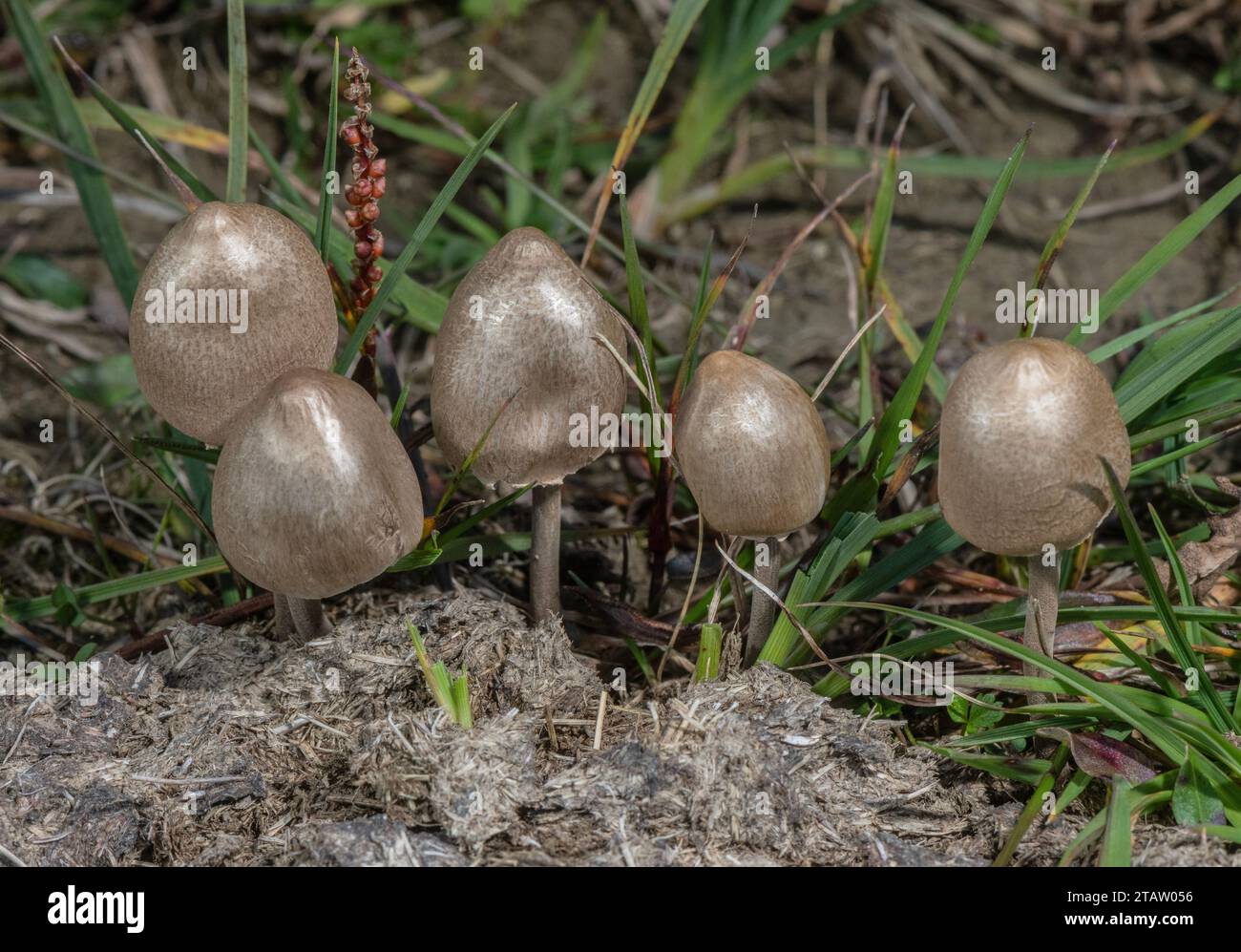 Egghead Mottlegill, Coprinus semiovatus growing on dung. Coprophilous fungi. Stock Photo
