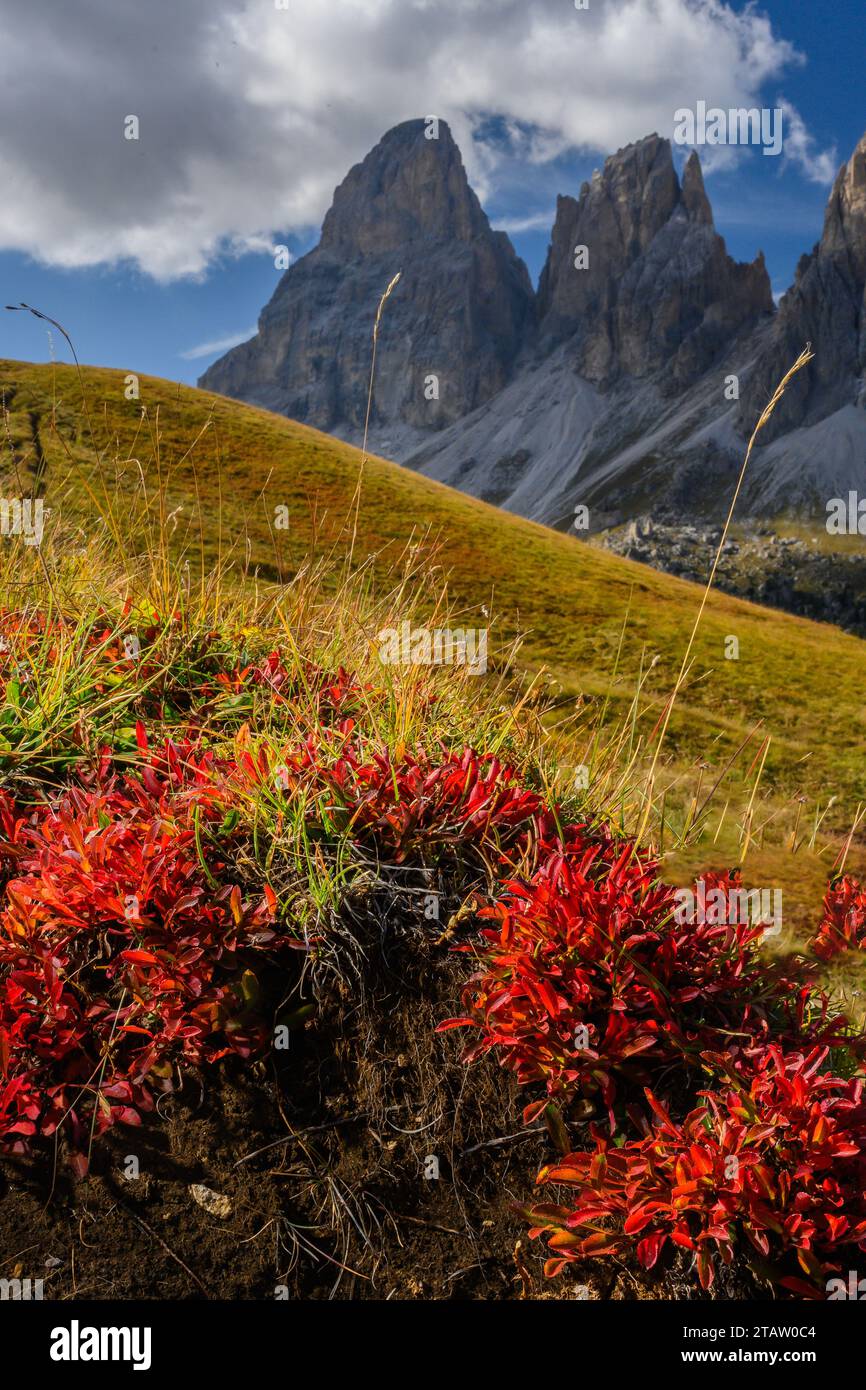 Alpine Bearberry, Arctous alpina, leaves in autumn colour, with the Sassolungo group beyond. Stock Photo