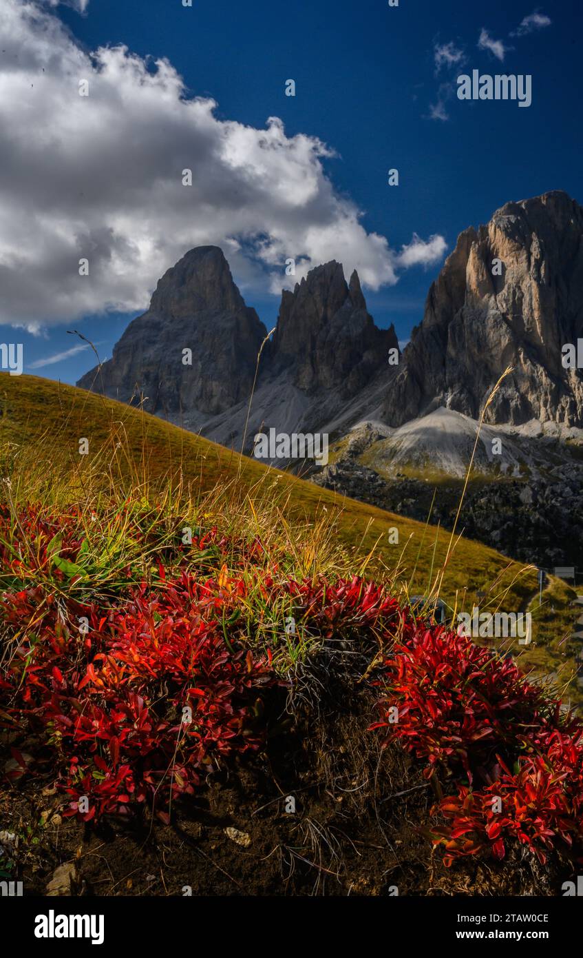 Alpine Bearberry, Arctous alpina, leaves in autumn colour, with the Sassolungo group beyond. Stock Photo