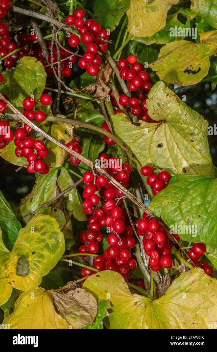 Ripe berries and autumn leaves of Black bryony, Dioscorea communis, in hedgerow, Stock Photo