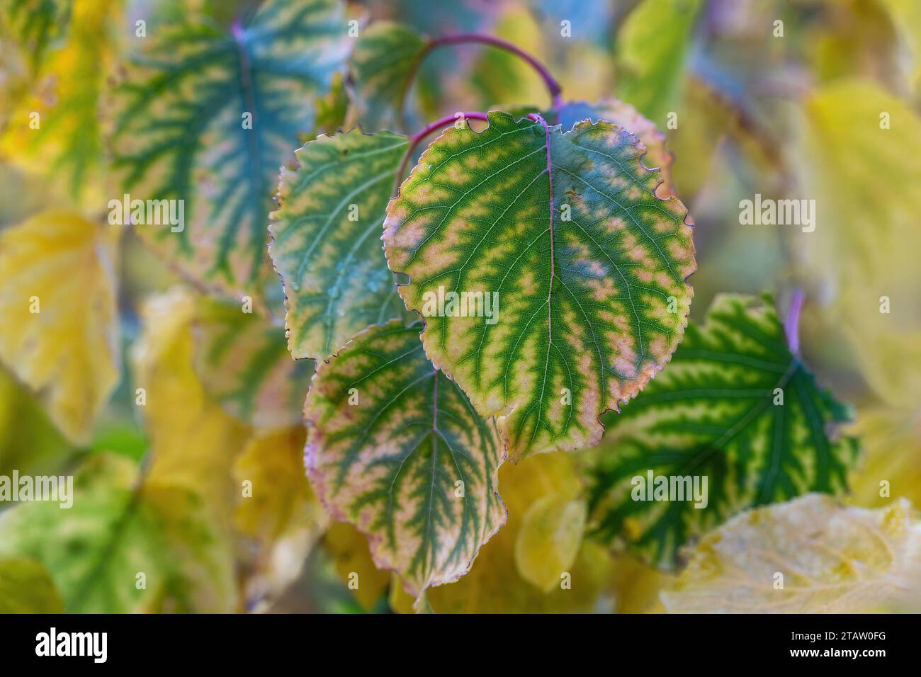 Green and Yellow Apricot Leaves in Autumn Stock Photo