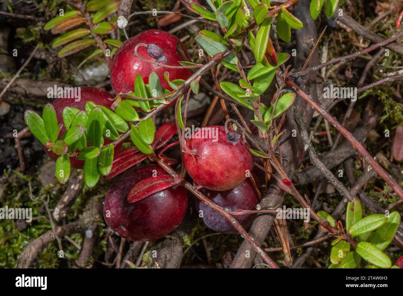 American cranberry, Vaccinium macrocarpon, in fruit in bog. North American species. Stock Photo