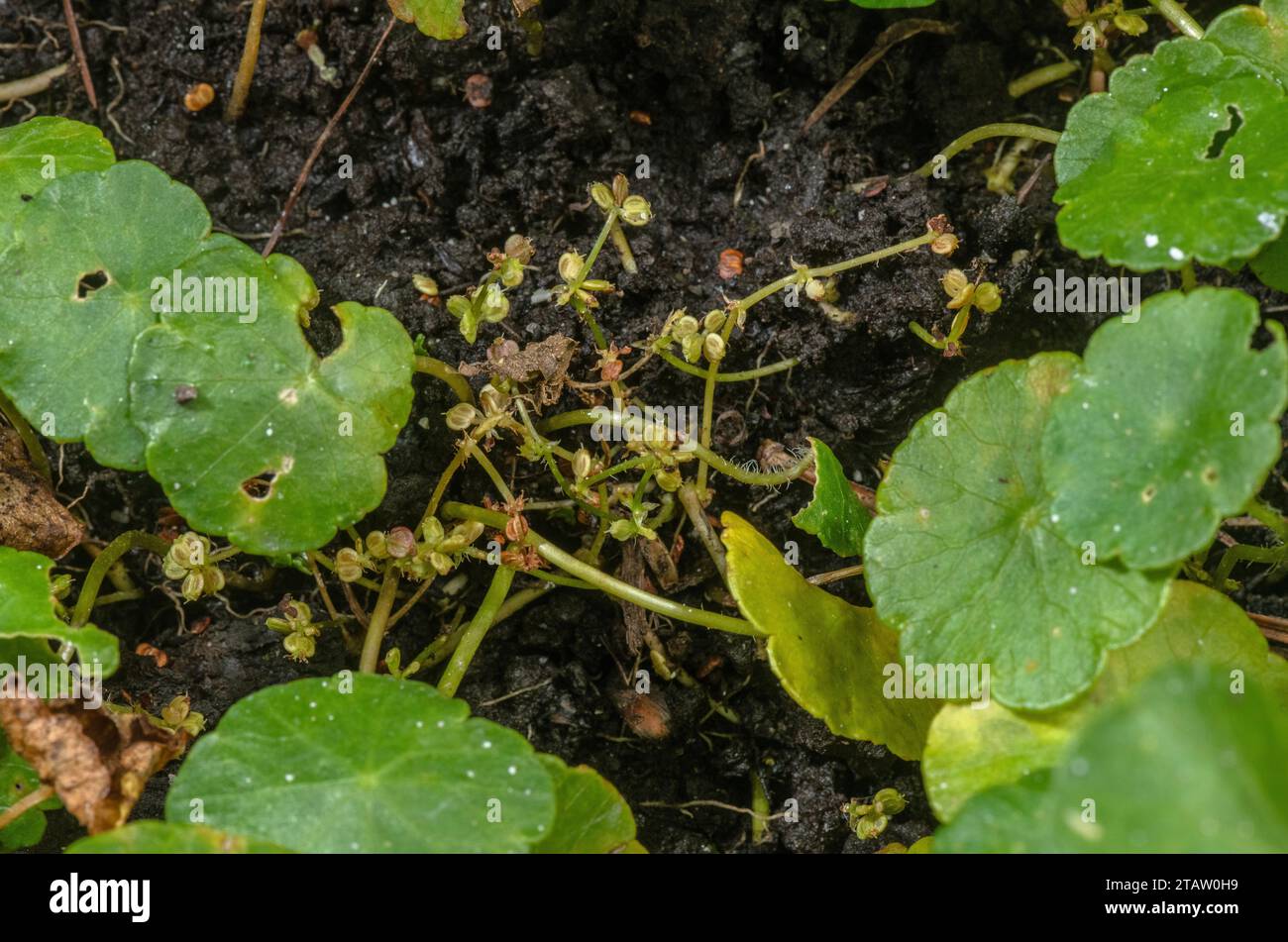 Marsh pennywort, Hydrocotyle vulgaris, in fruit on marshy ground, in autumn. Stock Photo