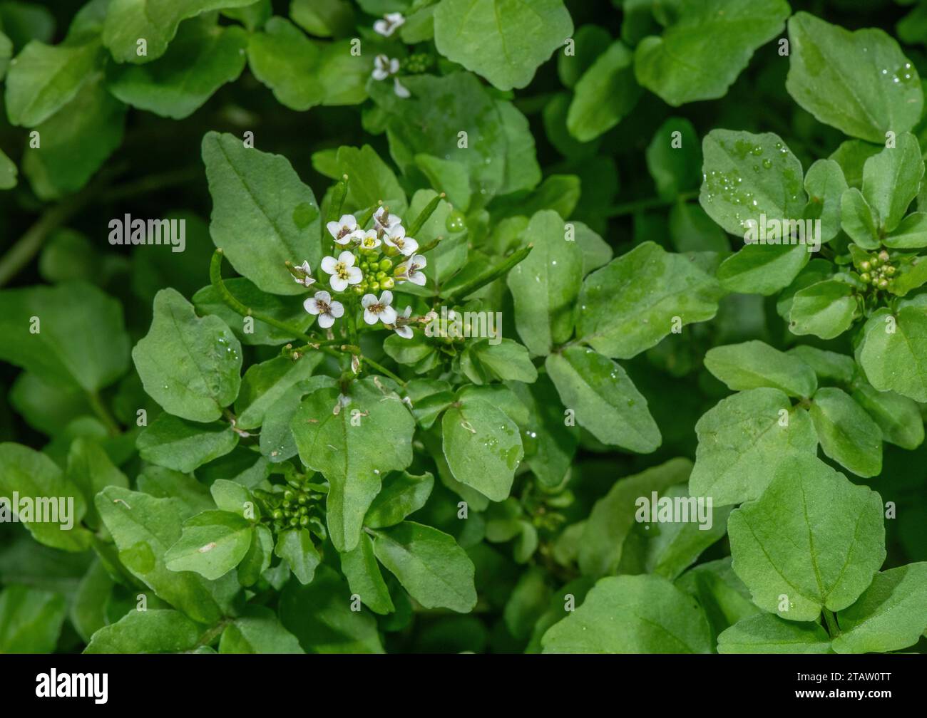 Water-cress, Nasturtium officinale, in flower in clean flowing water. Edible crop. Stock Photo