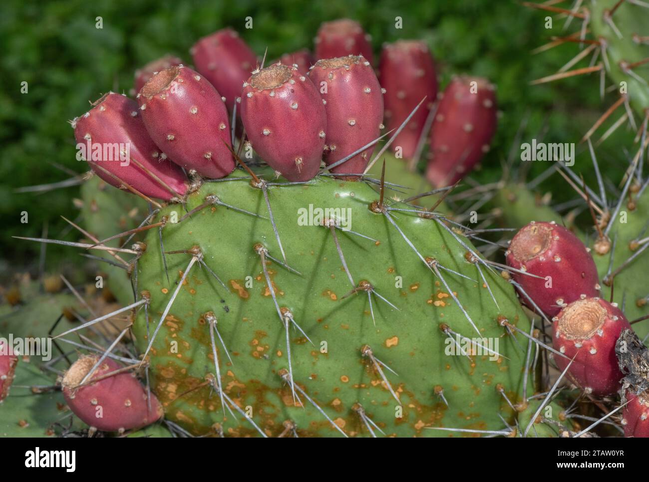 Eastern prickly pear, Opuntia humifusa in fruit in autumn. Southern USA and Mexico. Stock Photo