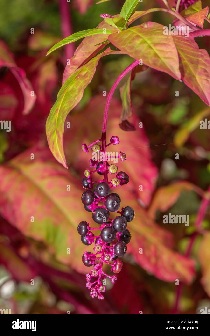 American pokeweed, Phytolacca americana, in fruit, with ripe berries, in autumn. Stock Photo