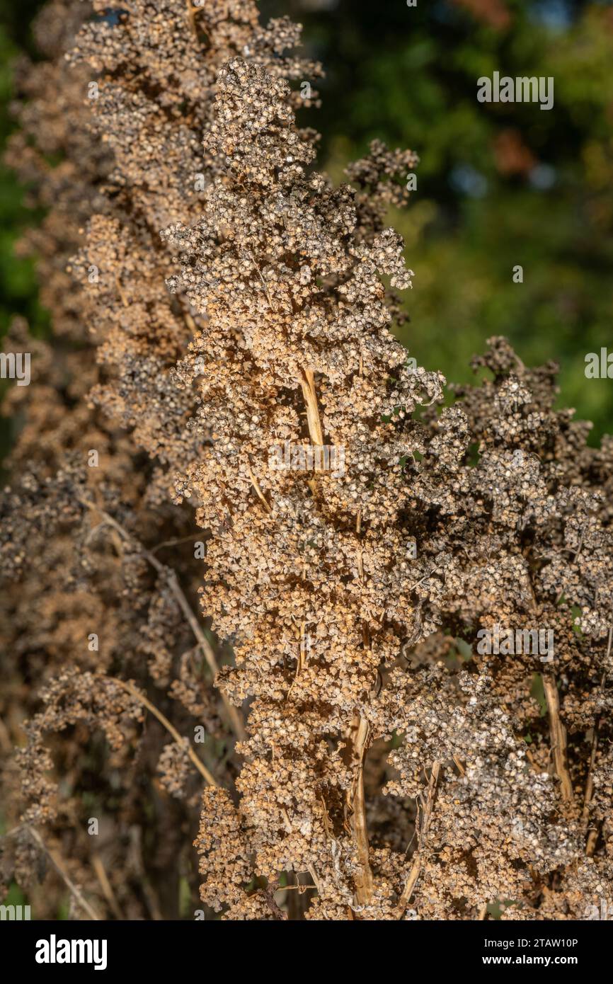Quinoa, Chenopodium quinoa in fruit, ready to harvest. Autumn. Stock Photo