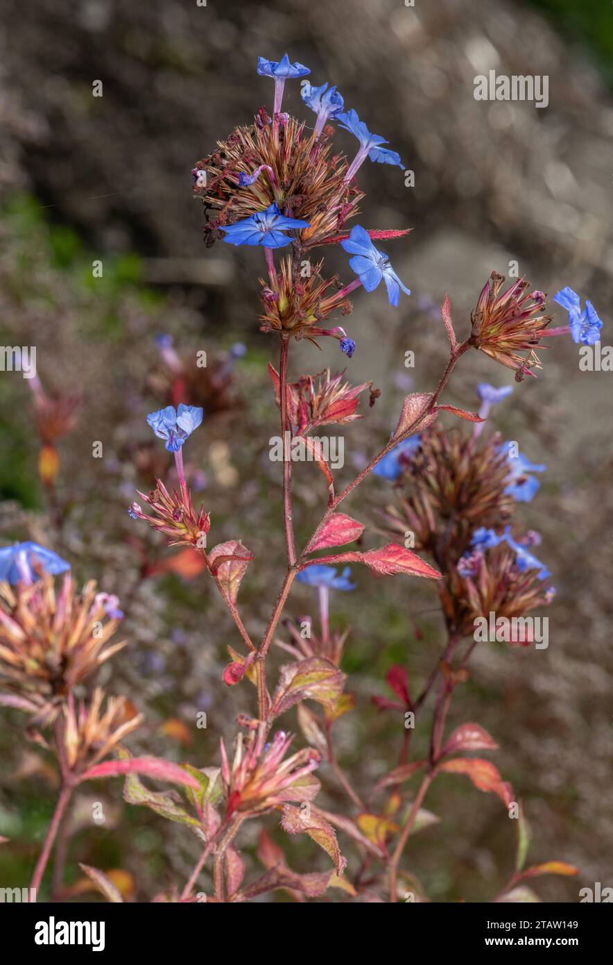 Chinese plumbago, Ceratostigma willmottianum,  in flower in garden in late summer. Stock Photo