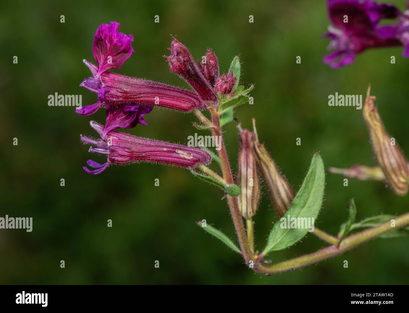 Cigar flower, Cuphea lanceolata in flower in garden, from Mexico. Stock Photo