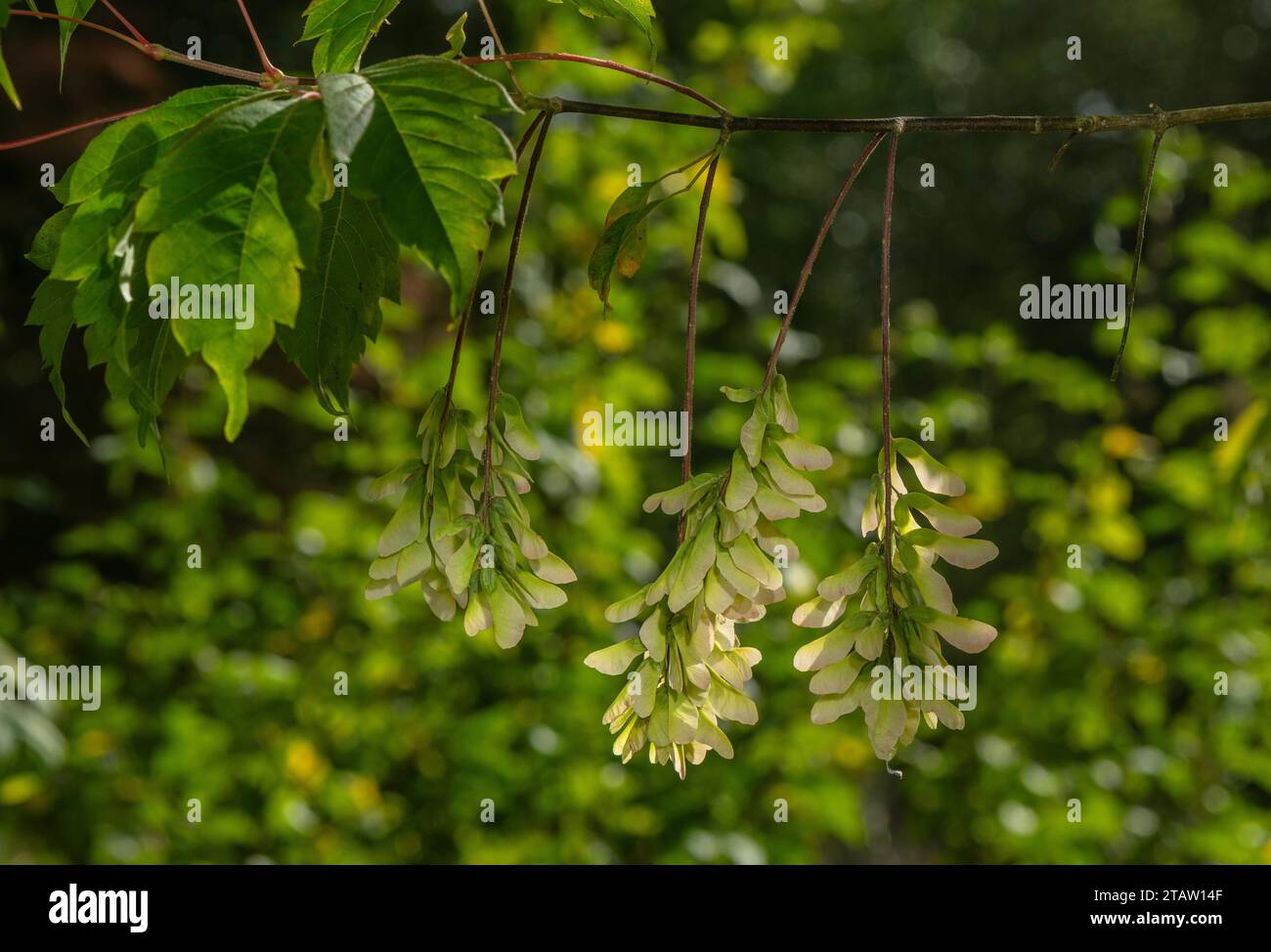 Vine-leafed maple, Acer cissifolium, in fruit in autumn, from Japan. Stock Photo