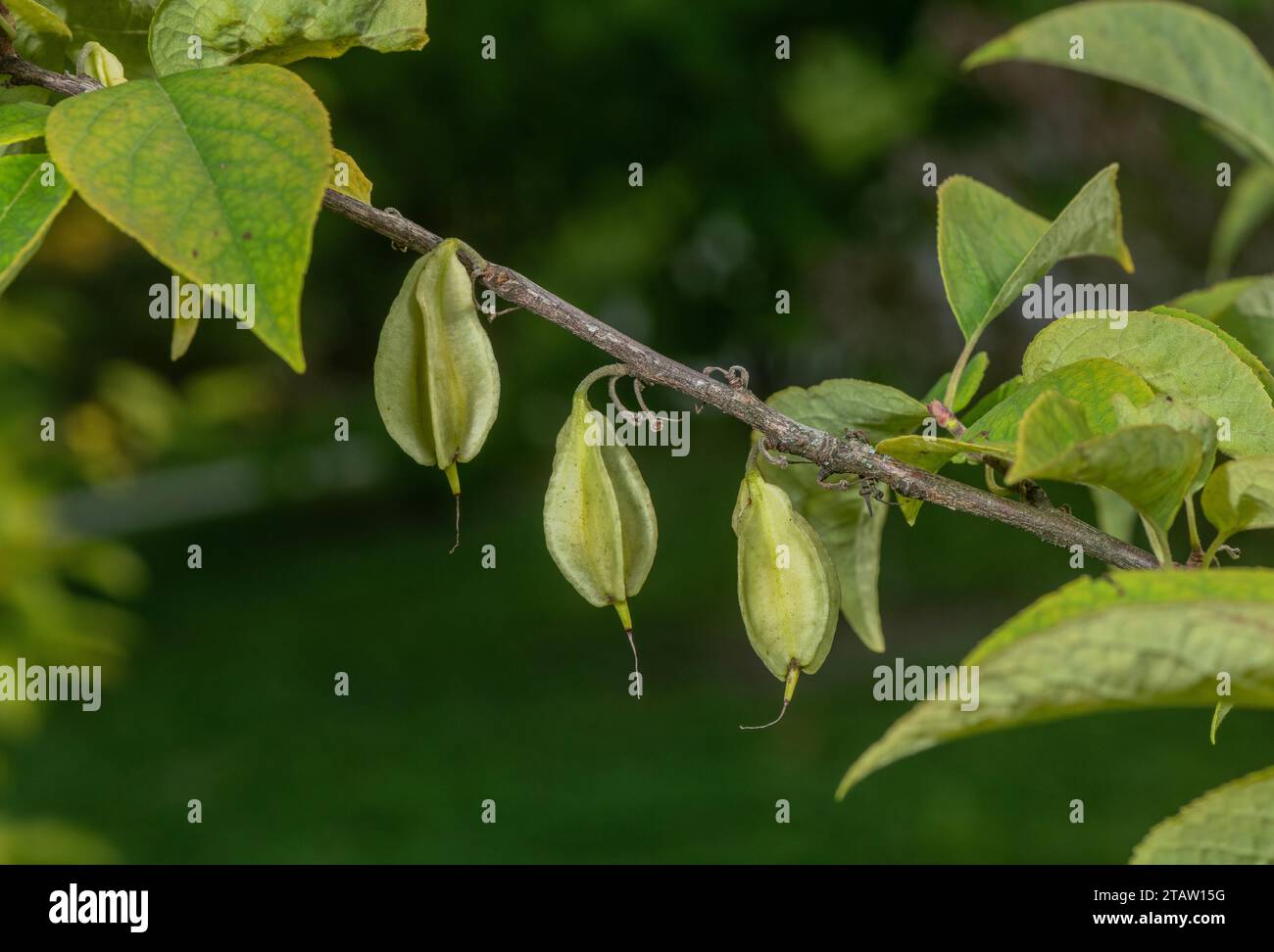 Carolina silverbells, Halesia carolina in fruit, in garden; south-east usa. Stock Photo