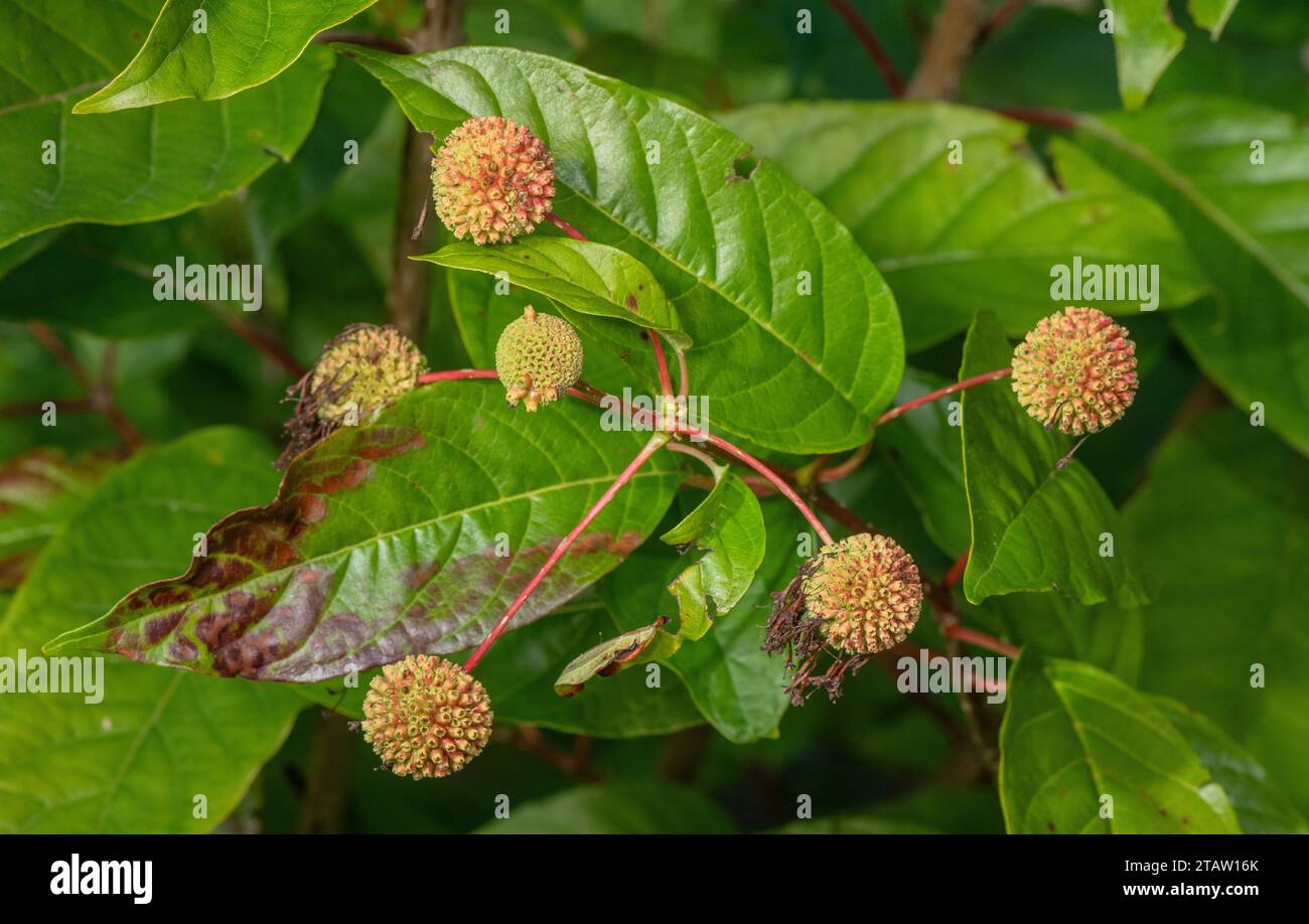 Common buttonbush, Cephalanthus occidentalis, in fruit in autumn. From south-east USA. Stock Photo