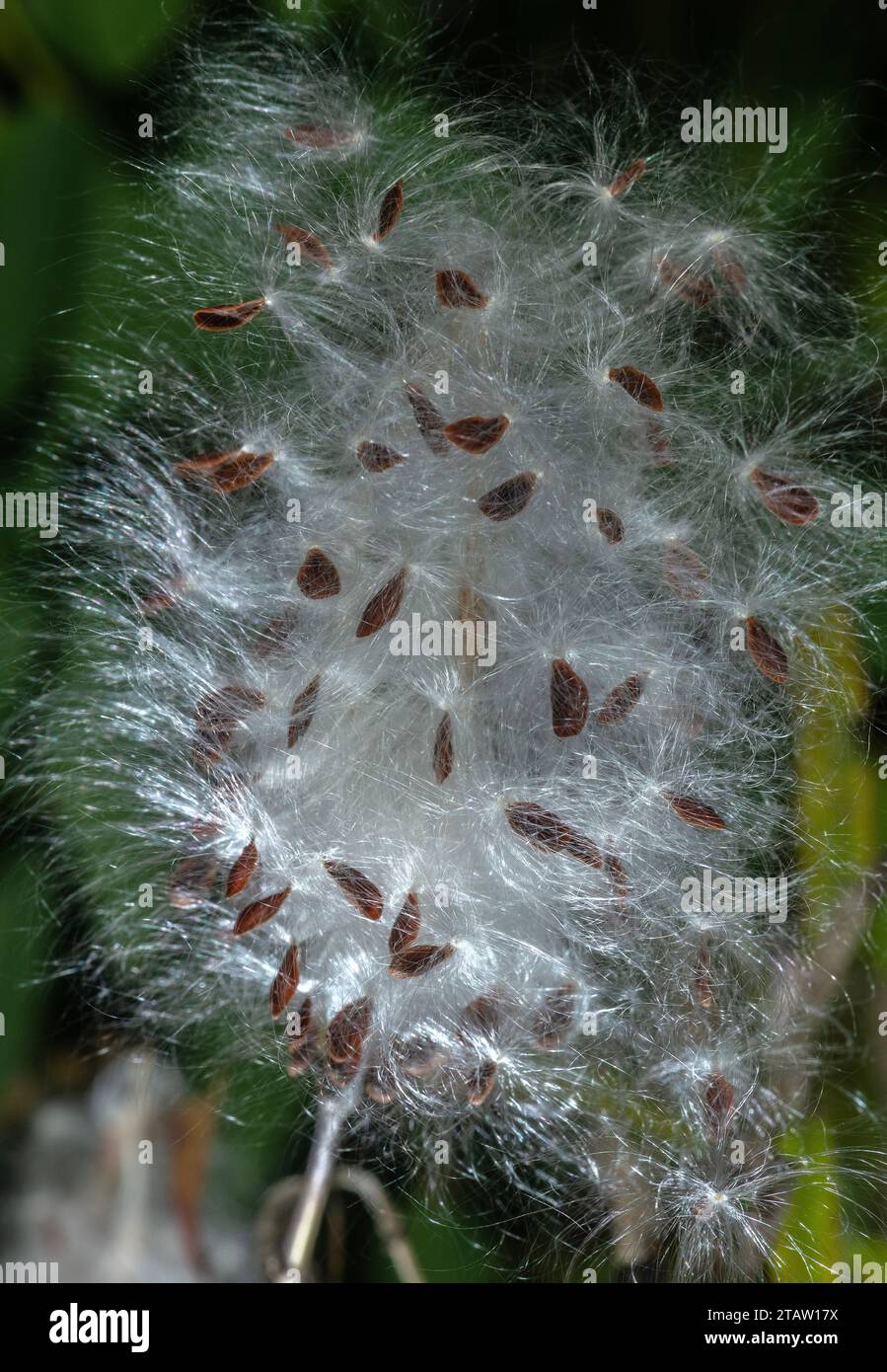 The seeds and fruits of Tropical milkweed, Asclepias curassavica, in autumn; from South America. Stock Photo