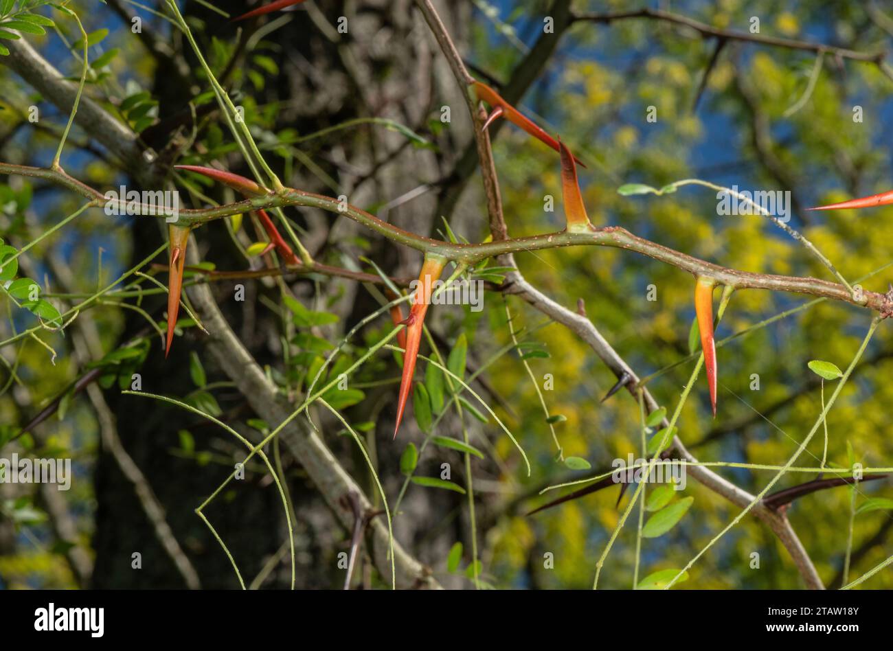 Strong sharp thorns on Honey locust, Gleditsia triacanthos, in autumn. From Mexico and southern USA. Stock Photo