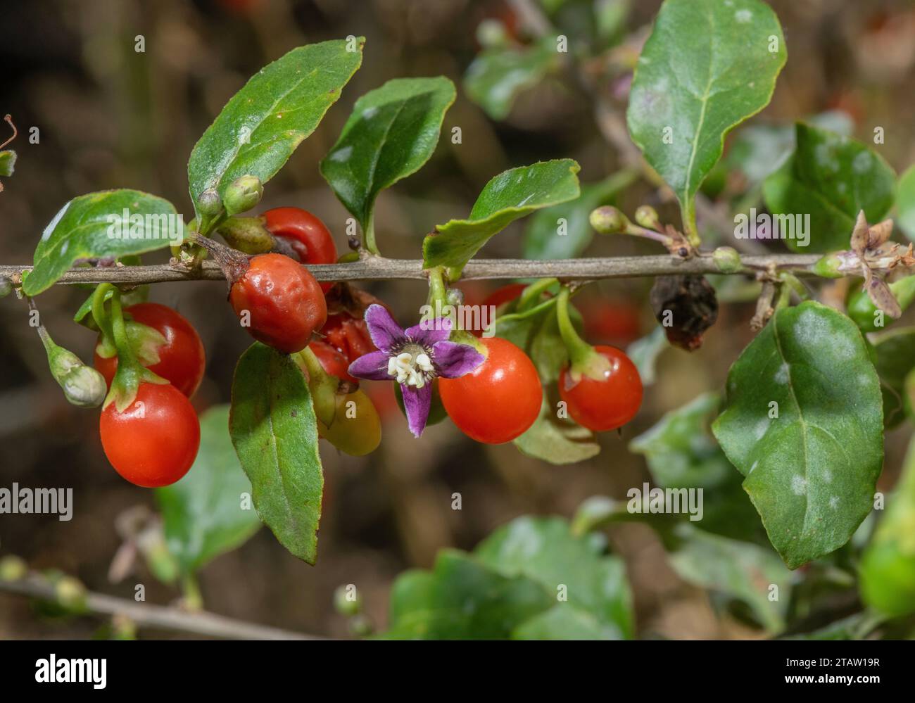 Chinese wolfberry, or Duke of Argyll's tea tree, Lycium barbarum, in flower and fruit. From China, though widely naturalised. Stock Photo