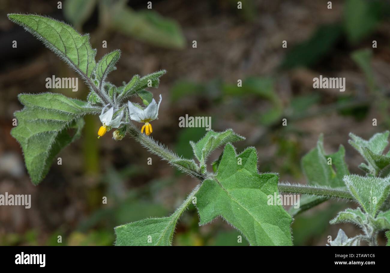 Hairy nightshade, Solanum villosum, in flower and fruit. Widespread annual weed. Stock Photo
