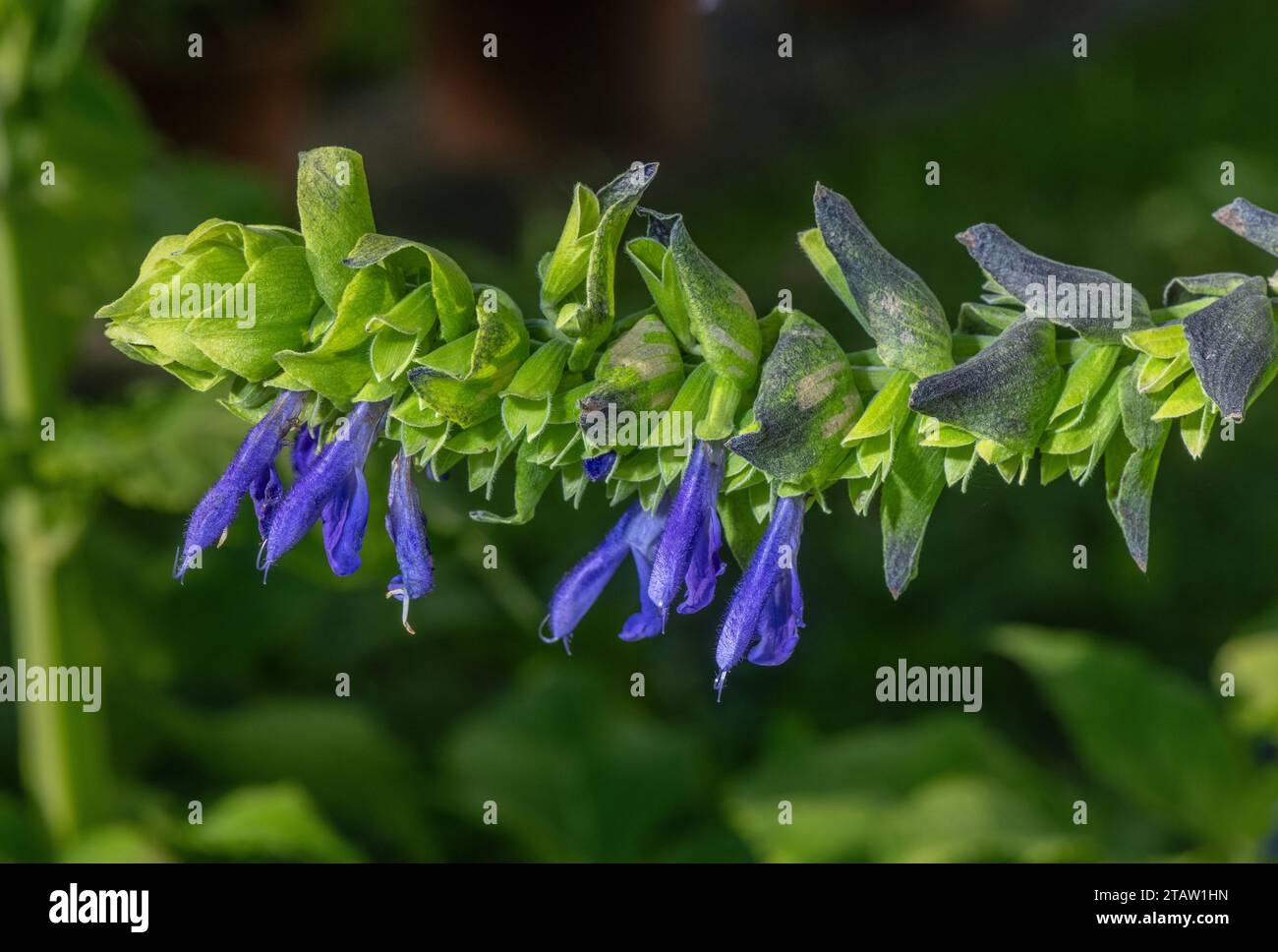 An Andean Sage, Salvia atrocyanea, in flower in garden; from Bolivia and Argentina. Stock Photo