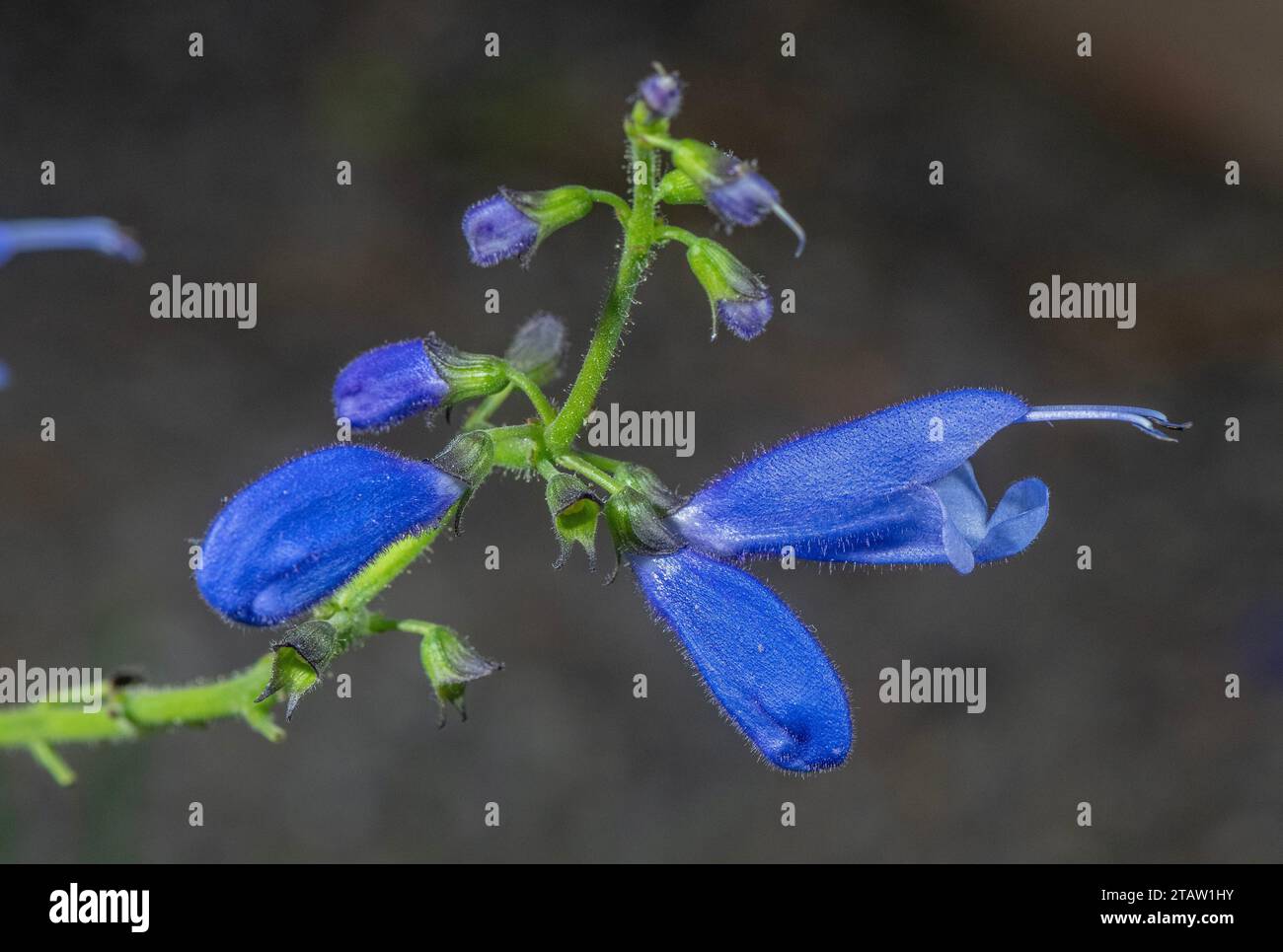 Guatemalan sage, Salvia cacaliifolia, in flower, from Mexico and Central America. Stock Photo