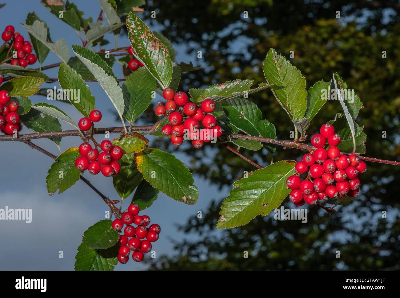 Ripe fruits of Vosges Whitebeam, Sorbus mougeotii, in the Vosges, autumn. Stock Photo