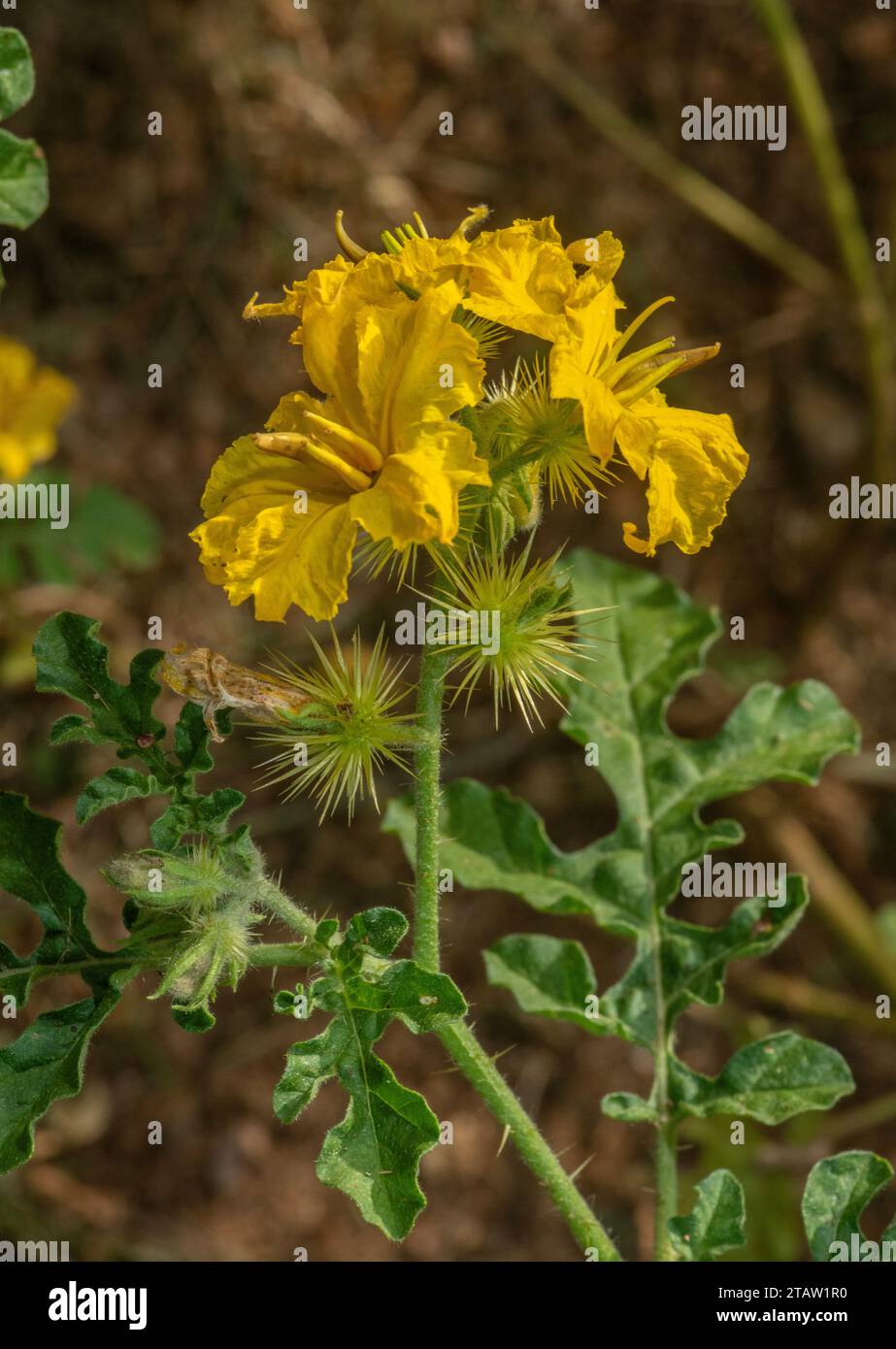Solanum rostratum hi-res stock photography and images - Alamy
