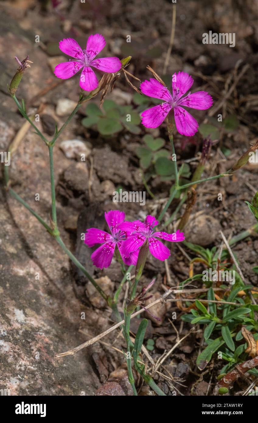 Maiden pink, Dianthus deltoides in flower. Uncommon in the UK. Stock Photo