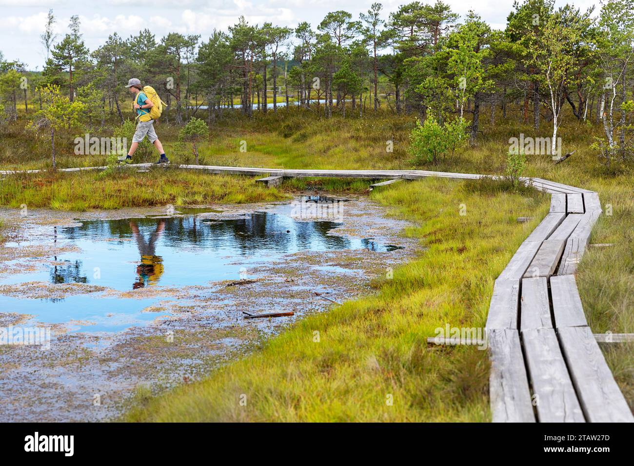 Tourist hiker on Kemeri Bog Boardwalk in a Kemeri National Park on a summer day, surrounded with moss, pine trees, deep pools, tiny dark lakes, Latvia Stock Photo