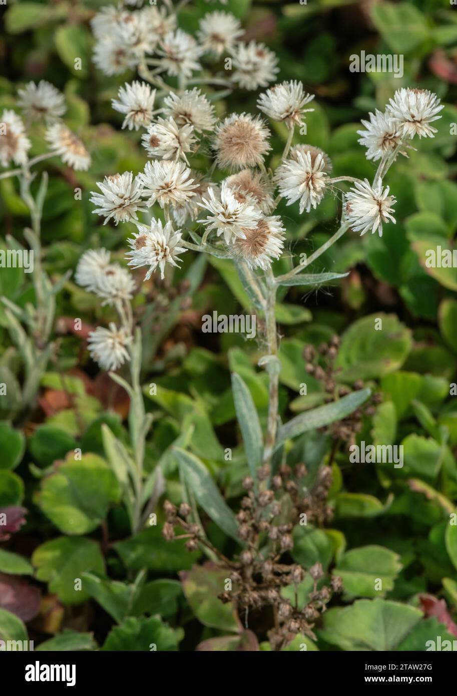 Triple-veined pearly everlasting, Anaphalis triplinervis, in flower; from the Himalayas Stock Photo