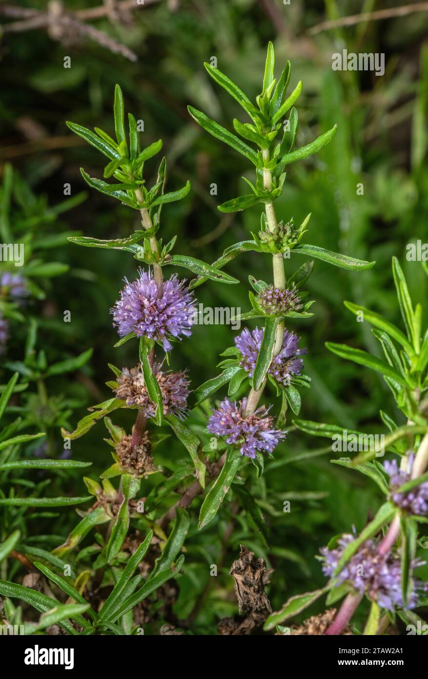 Hart's pennyroyal, Mentha cervina, in flower in damp grassland, Spain and south-west Europe. Stock Photo