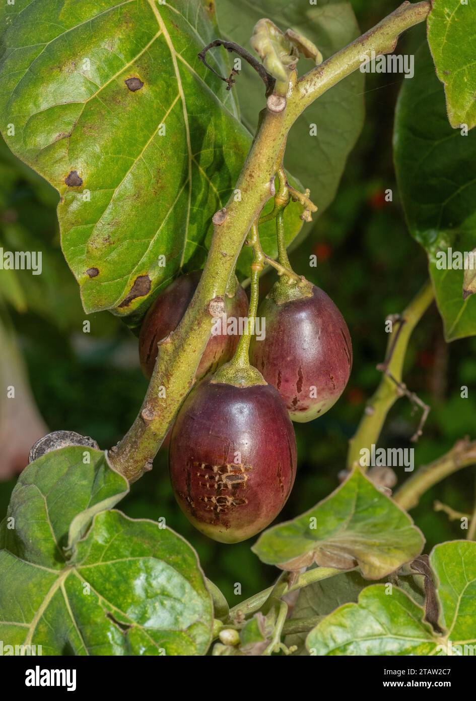 Tamarillo, or Tree Tomato Cyphomandra betacea, in fruit in autumn. From the Andes, widely cultivated. Stock Photo