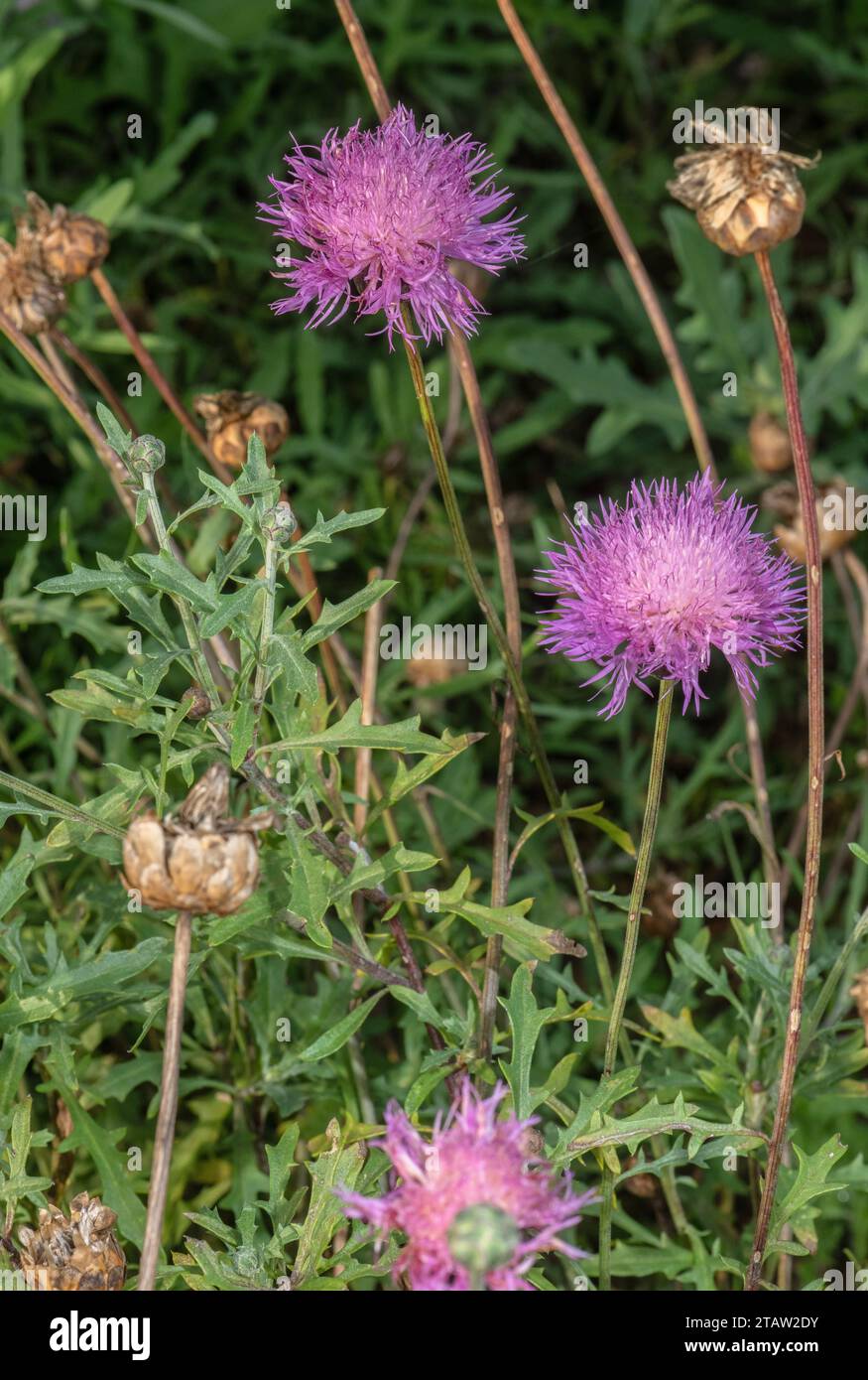 Sweetsultan, Amberboa moschata in flower; native from Turkey to the Caucasus. Stock Photo