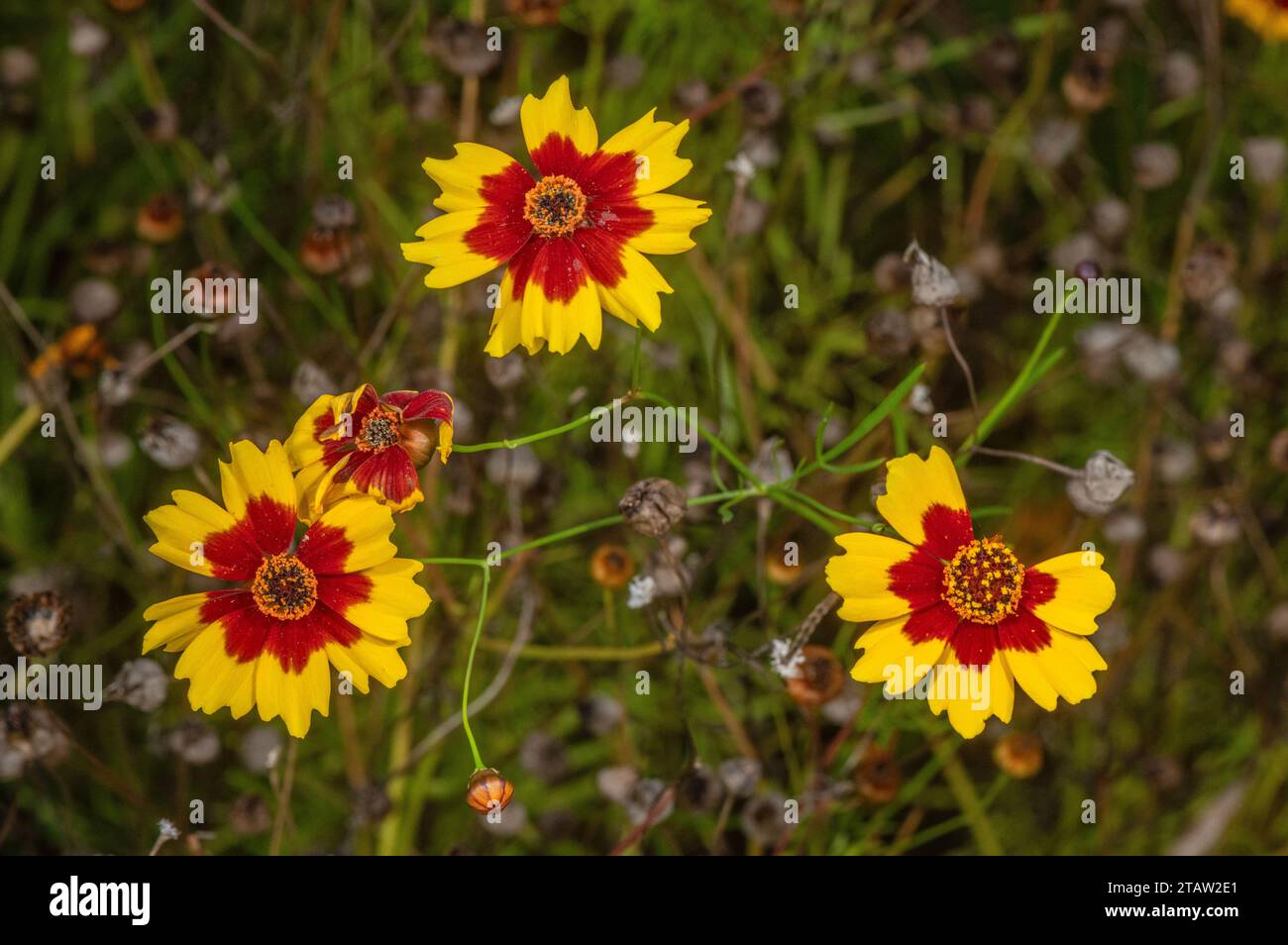 Coreopsis tinctoria hi-res stock photography and images - Alamy