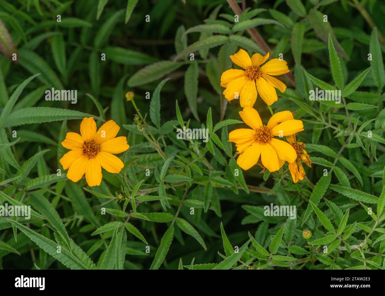Lemmon's marigold, Tagetes lemmonii, in flower; from Arizona and Mexico. Stock Photo
