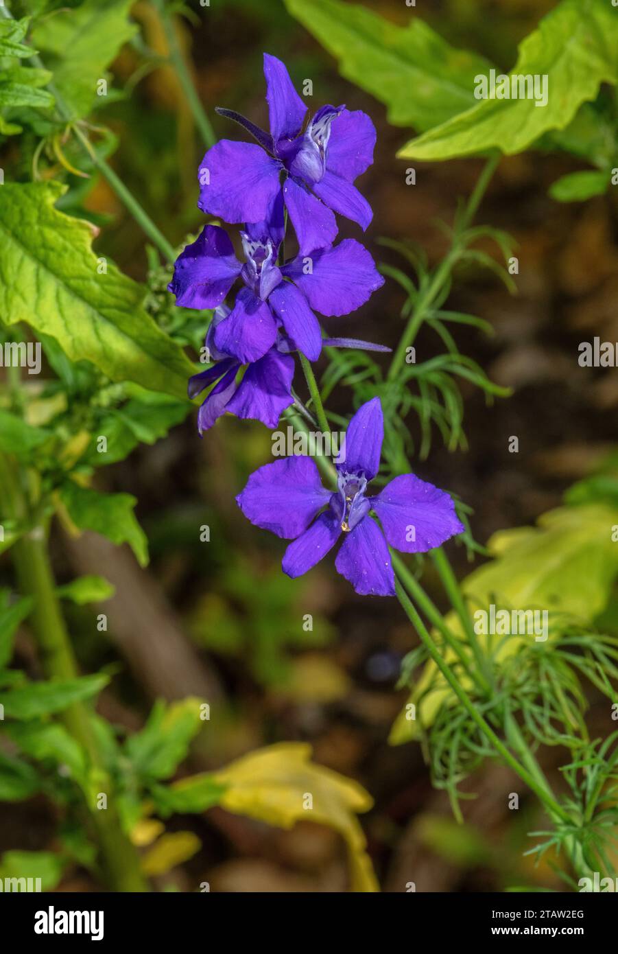 Forking larkspur, Consolida regalis, in flower. Annual weed of cornfields etc, eastern Europe. Stock Photo