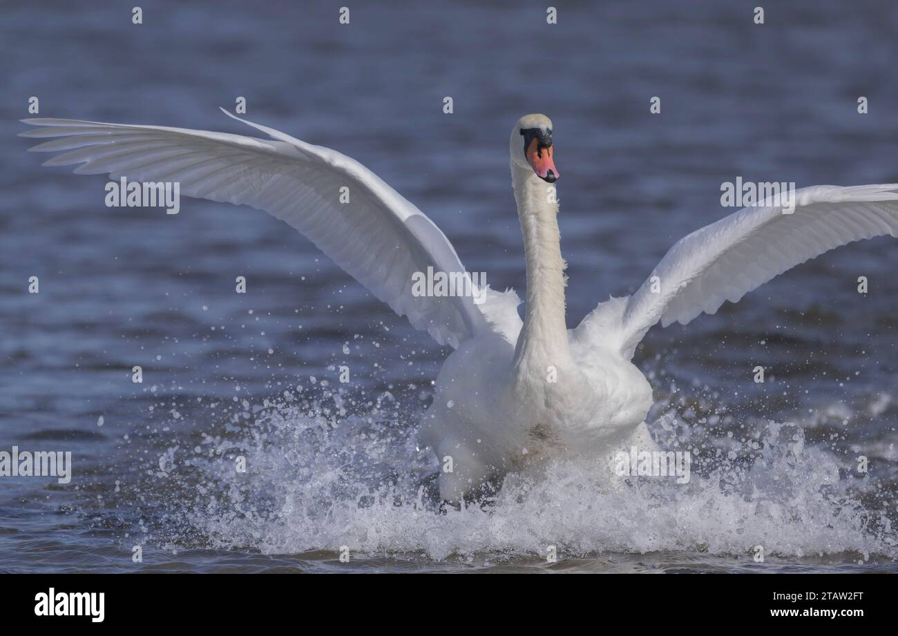 Mute swan, Cygnus olor, landing on coastal lake. Stock Photo