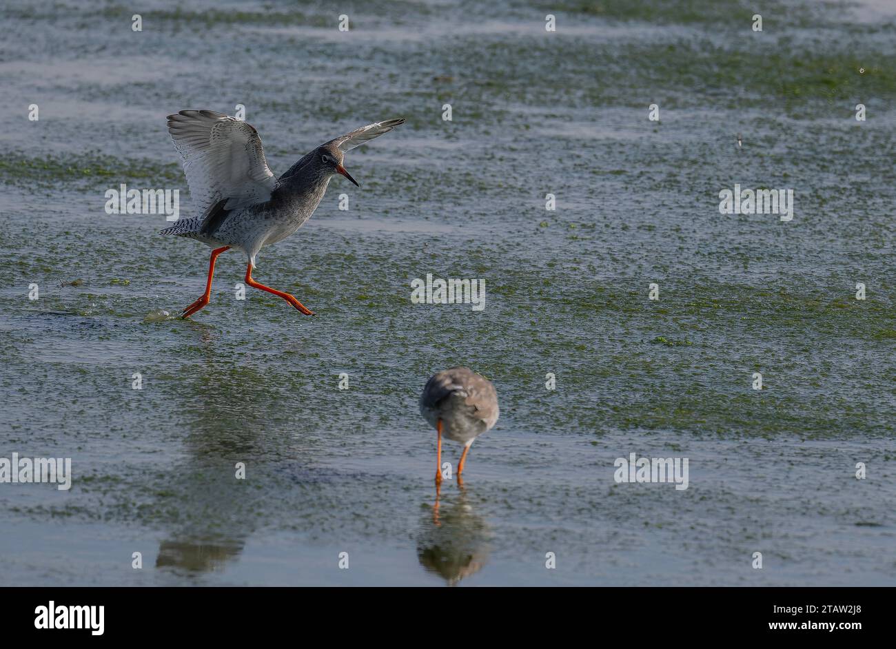 Common redshank, Tringa totanus, coming in to land as the tide falls. Stock Photo