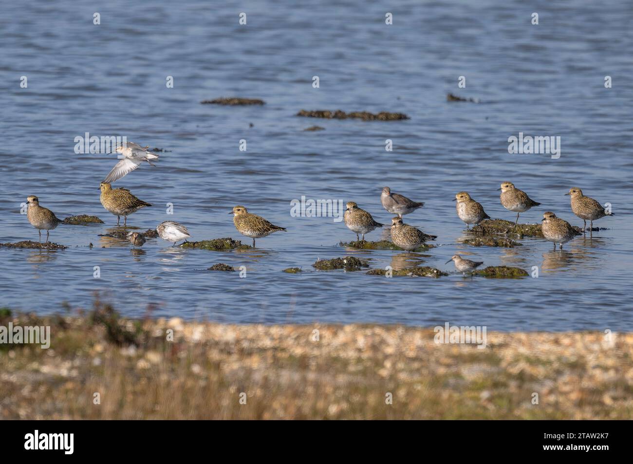 Golden Plover, Pluvialis apricaria, resting in autumn by gravel bank at Keyhaven, Hampshire. With other waders. Stock Photo