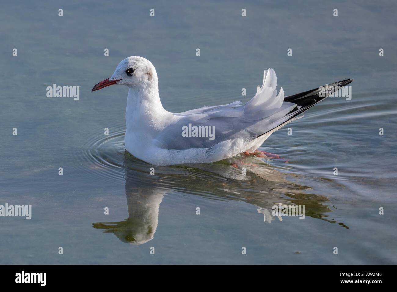 Black-headed gull, Chroicocephalus ridibundus swimming in lake, with reflection. Stock Photo