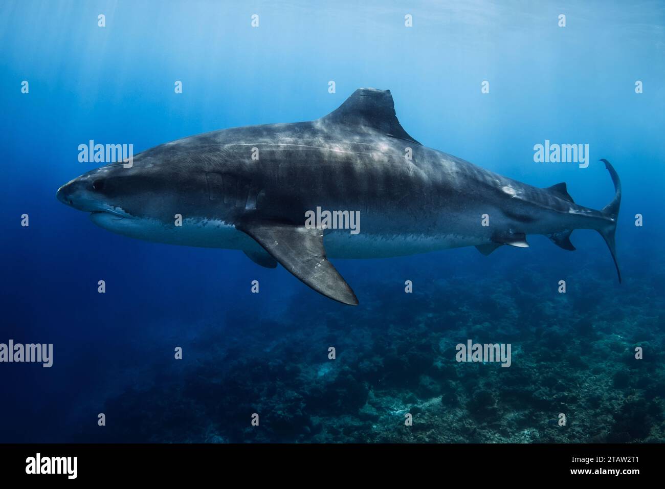 Giant tiger shark on deep in blue ocean. Diving with dangerous tiger