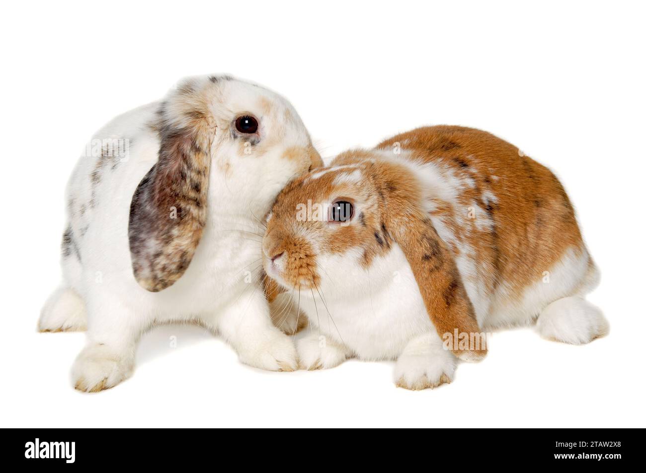 Two sweet rabbits is sitting on a white background Stock Photo - Alamy