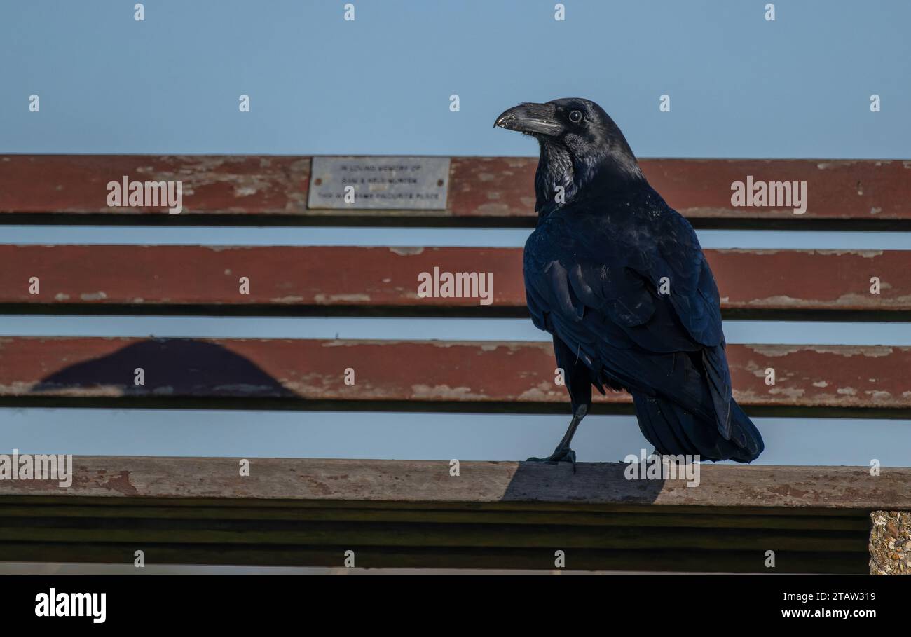 Raven, Corvus corax, perched on seaside bench, Hampshire. Stock Photo